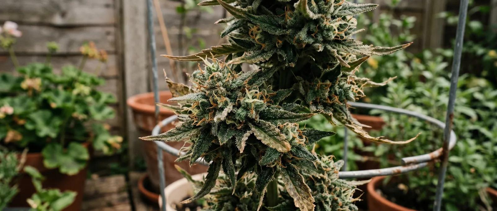 AZARIUS · Why trichomes decide harvest day