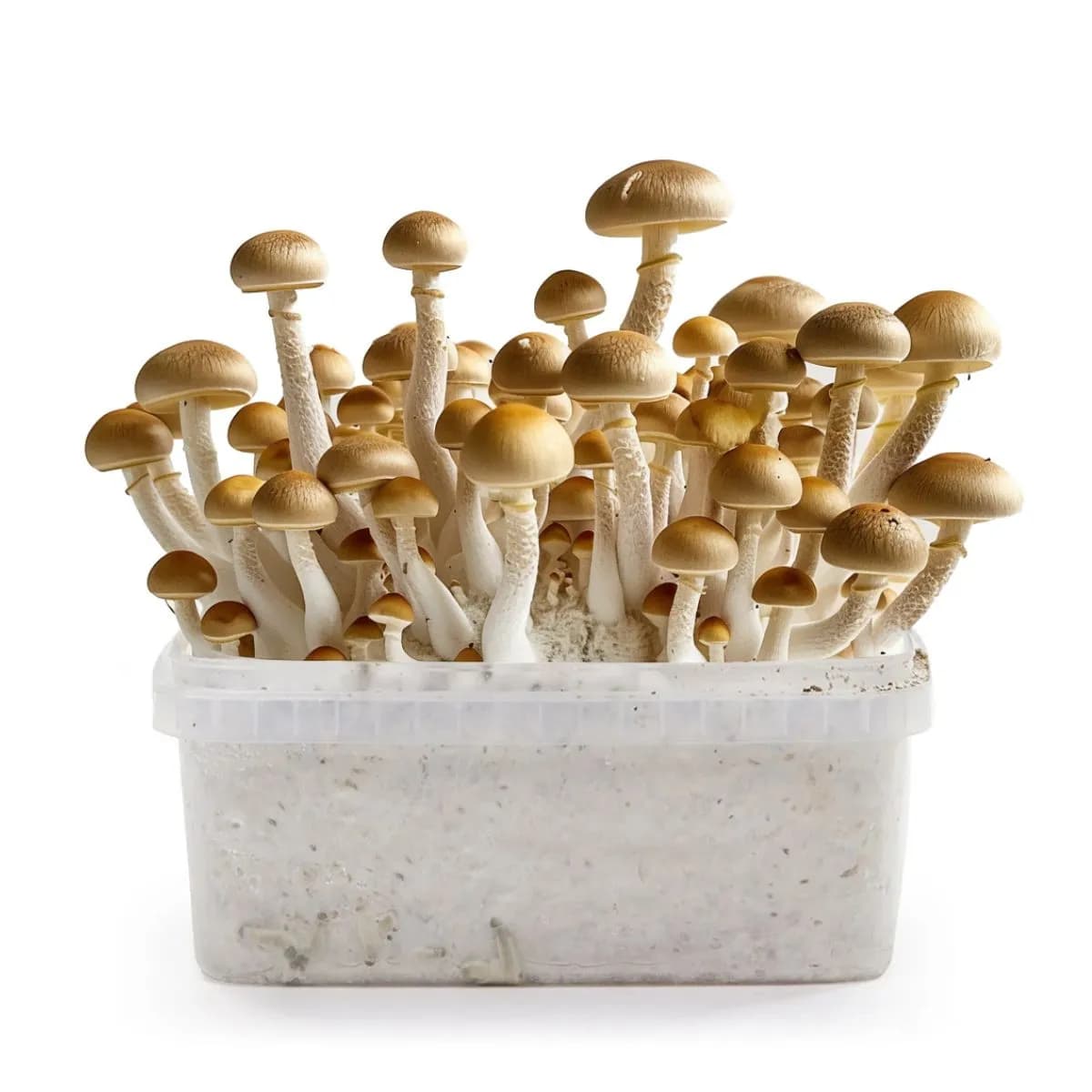 Golden Teacher